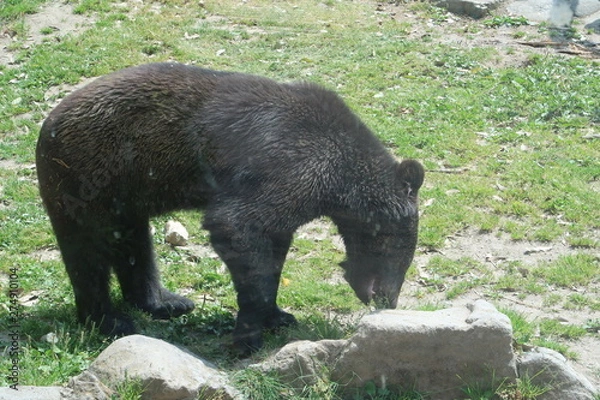 Fototapeta 八木山動物園