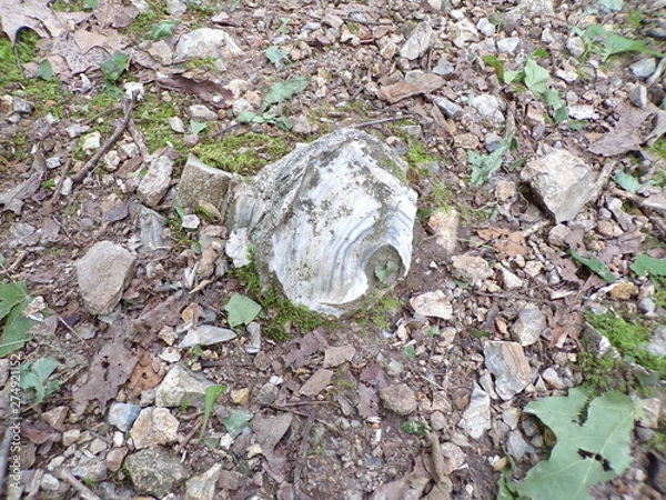 Obraz KODAK Digital Still Camera