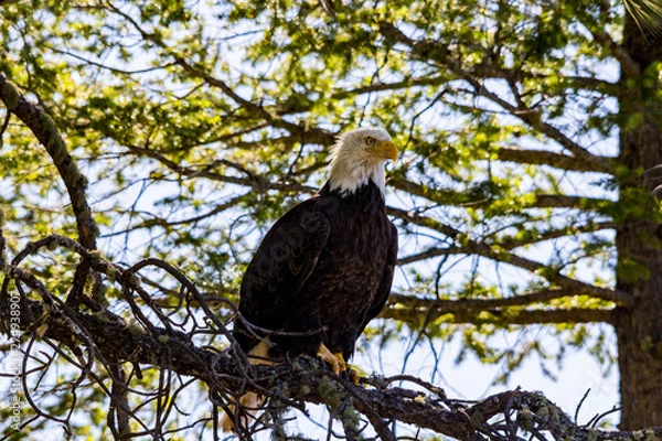 Obraz Bald Eagle perches in tree