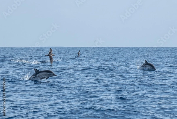 Obraz Dolphin swimming madeira