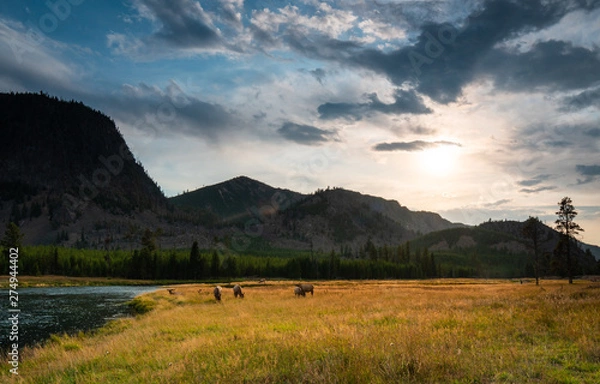 Obraz Yellowstone wildlife
