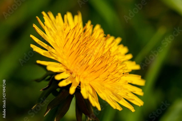 Obraz Makro eines Löwenzahn