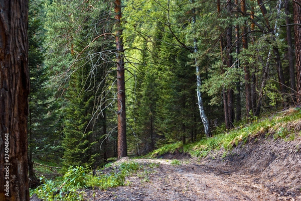 Fototapeta path in forest