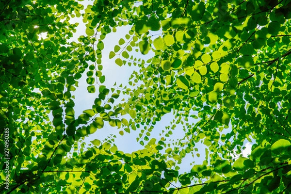 Fototapeta 緑があふれる