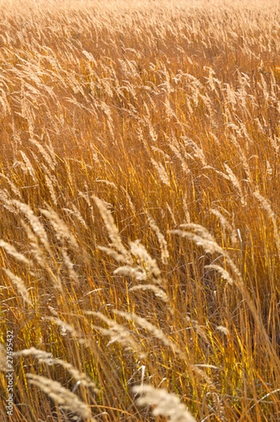 Obraz Autumn field grass