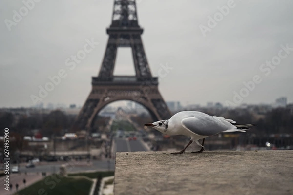 Obraz seagull on post in paris