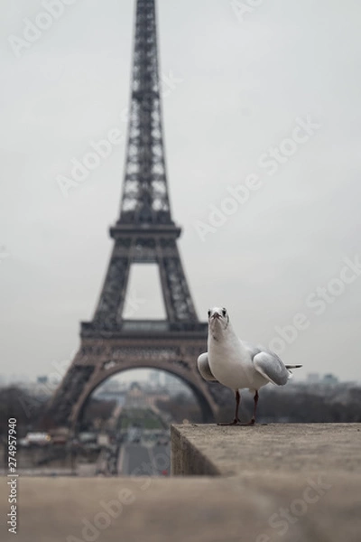 Obraz seagull on post in paris