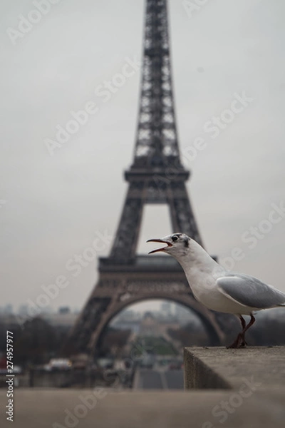 Obraz seagull on post in paris