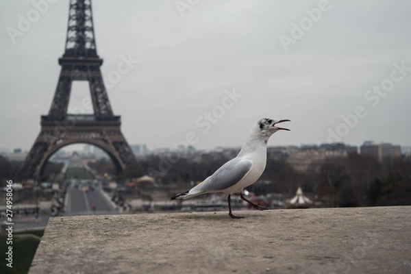 Obraz seagull on post