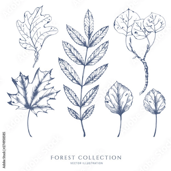 Fototapeta Nature hand drawn vector sketch. Collection of forest plants. Leaves of ash, maple, aspen.