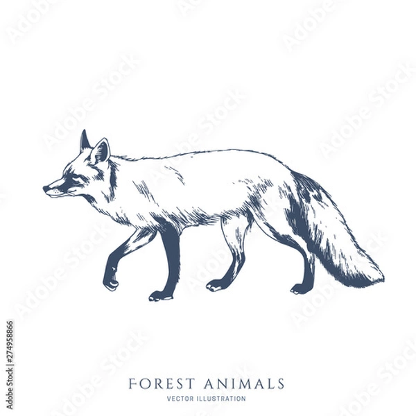 Fototapeta Walking Fox monochromatyczne ręcznie rysowane szkic. Ilustracja wektorowa przyrody. Zwierzę leśne.