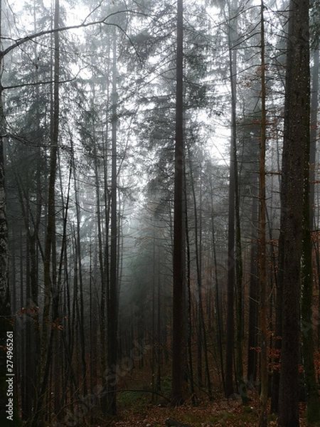 Obraz Forest pine tree in foggy