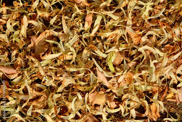 Obraz dry linden flowers