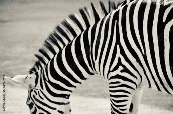 Fototapeta Zebra