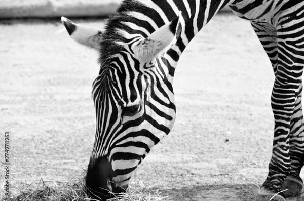 Fototapeta Zebra
