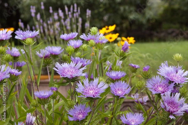 Fototapeta stokesia with rudbeckia lavender 