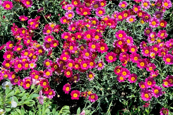 Obraz Red aster for sale