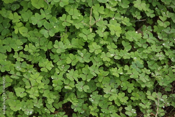 Obraz clover plant background