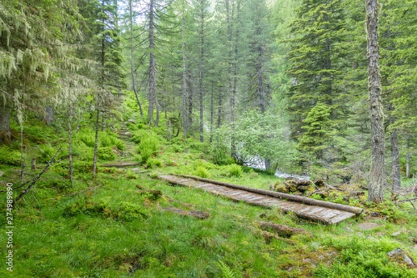 Obraz Wanderweg mit Holzbrücke in einem Wald