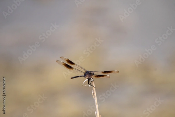 Obraz Dragonfly on a twig #2