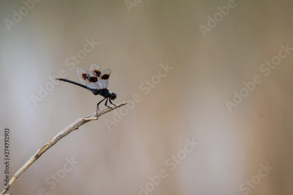 Obraz Dragonfly on a twig