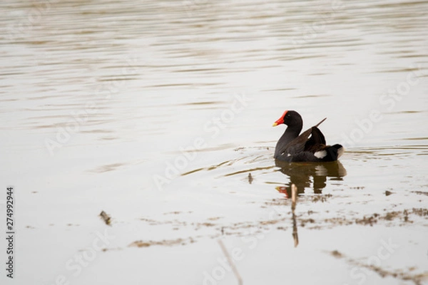 Obraz black duck swiming
