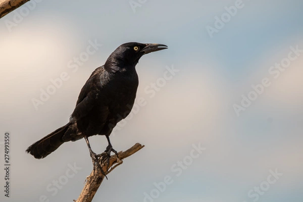 Obraz crow on tree