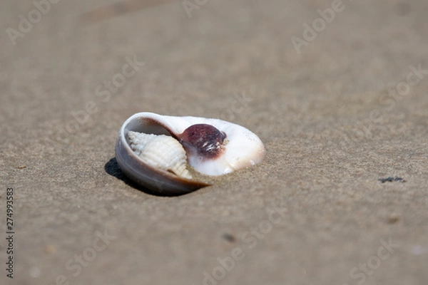 Obraz two seashells in a unique place on the beach