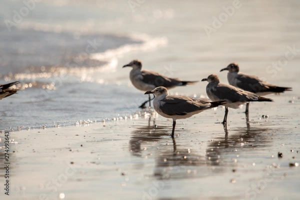 Obraz four seagulls on the beach
