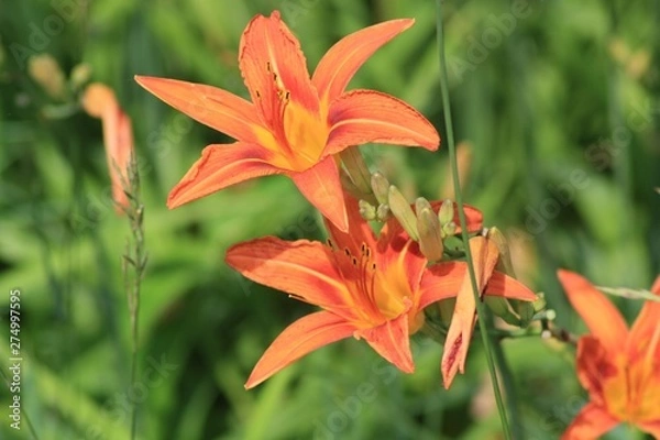 Obraz Tiger Lilly wild 05