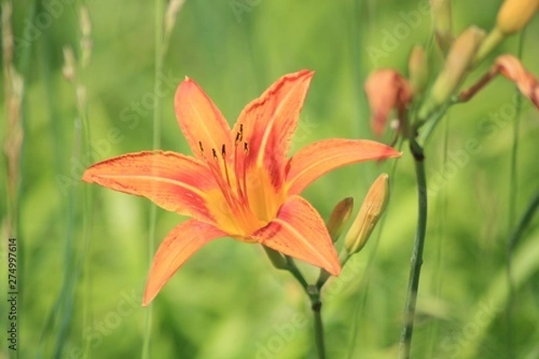Obraz Tiger Lilly wild 01