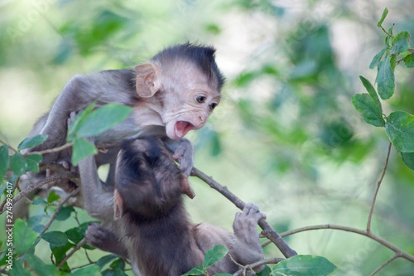 Fototapeta 可愛いサル
