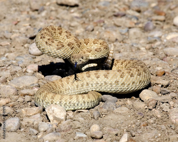Fototapeta prairie rattlesnake