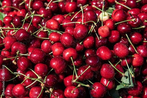 Obraz fresh cherries with stems