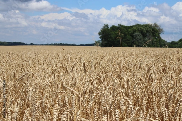 Obraz Tennessee Wheat 2019
