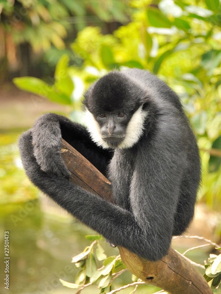 Fototapeta Northern White-cheeked Gibbon is sitting on a branch