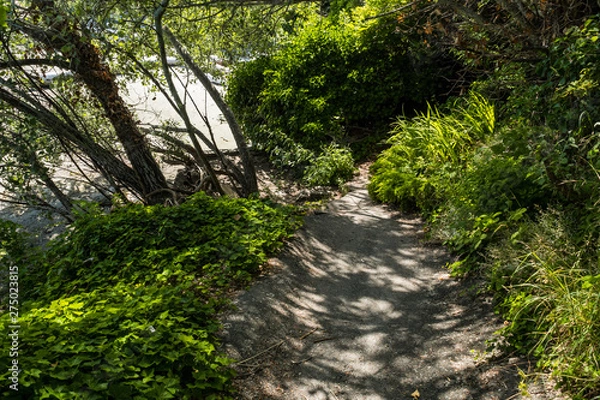 Fototapeta a path on the slope with green bushes on both sides leads to sandy beach on  as sunny day