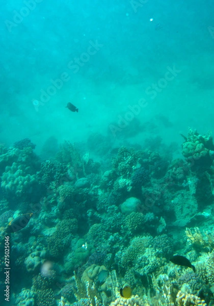 Obraz sea fish near coral, underwater