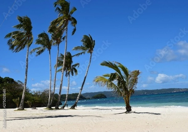 Obraz palm tree on the beach