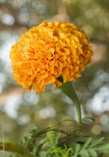 Obraz Zempazuchitl Flower Close Up