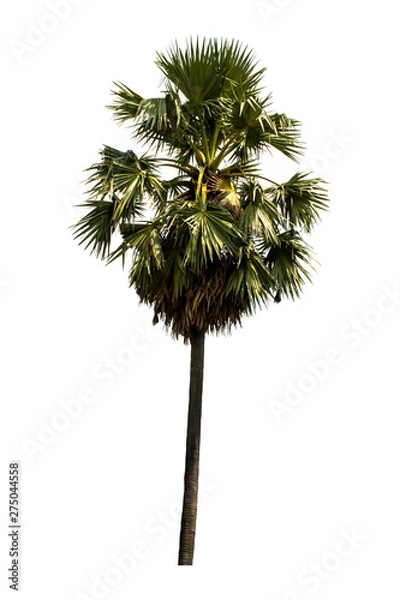 Fototapeta Washington Palm Tree isolated on white background with a high resolution suitable for graphic. with clipping path