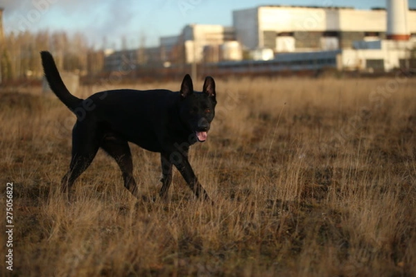 Fototapeta Portrait of cute mixed breed black dog walking on sunny meadow.