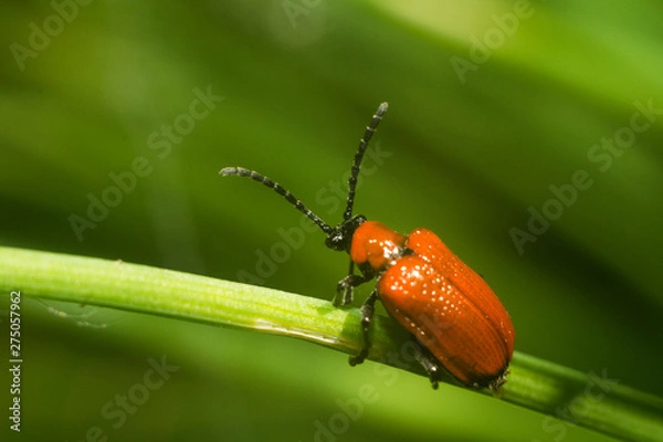 Fototapeta beetle on leaf