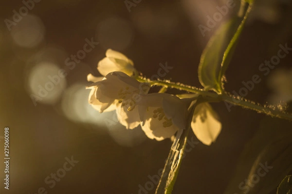 Fototapeta white flowers