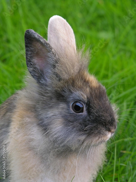 Obraz kaninchen