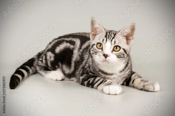 Obraz American shorthair cat on colored backgrounds