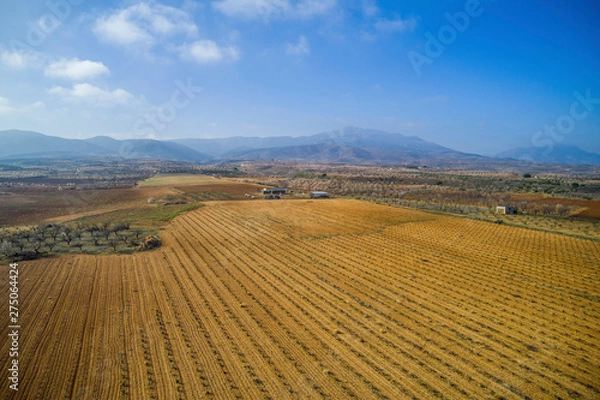 Fototapeta Aerial view of a vineyard during a winter sunny day - Drone image