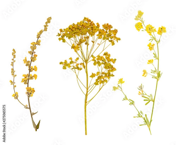 Obraz Set of wild dry pressed flowers and leaves