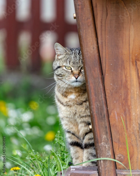 Fototapeta cat on tree