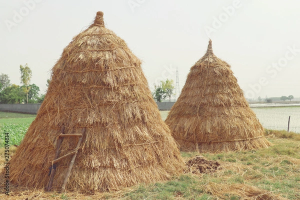Obraz Haystacks and husk pods in Haryana, India